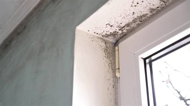 Professional Mold Removal in Middleville, MI