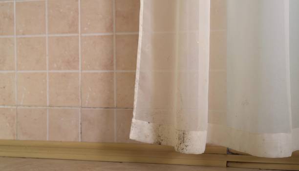 Best Mold-Related Health Consultation  in Ddleville, MI