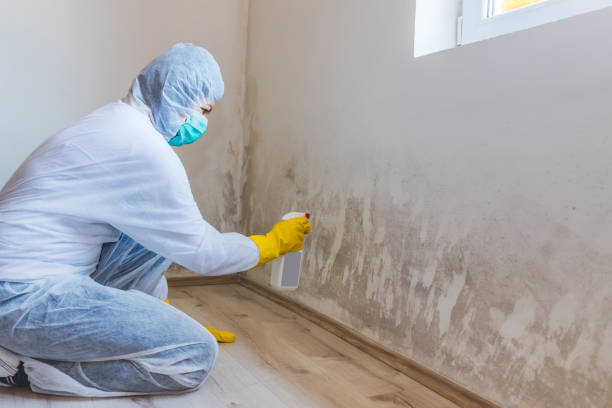 Best Residential Mold Inspection & Testing  in Ddleville, MI