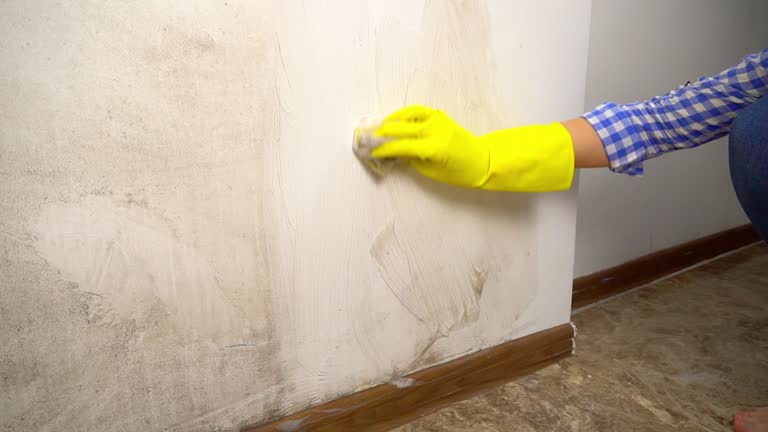 Best Black Mold Removal  in Ddleville, MI