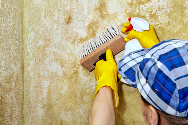 Best Biohazard Mold Removal  in Ddleville, MI