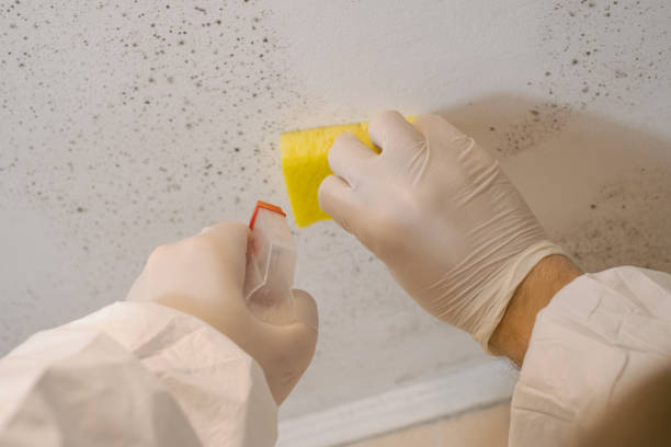 Best Environmental Consulting for Mold Prevention  in Ddleville, MI