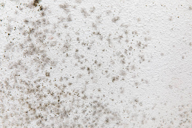 Best Post-Construction Mold Inspection  in Ddleville, MI