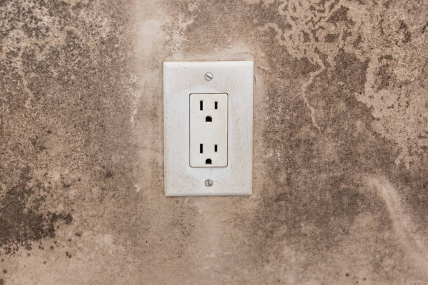 Best Mold Odor Removal Services  in Ddleville, MI
